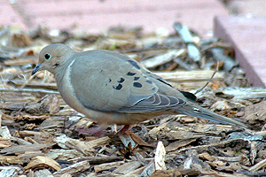 Mourning Dove